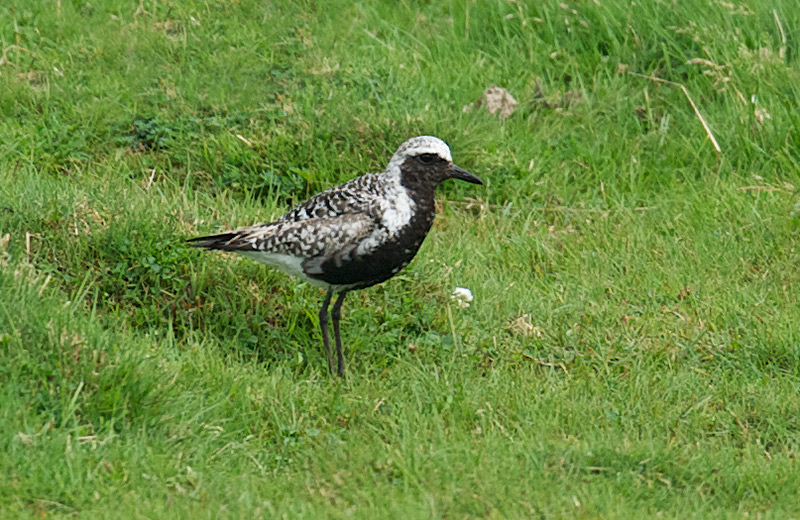 Tundralo - Grey Plover (Pluvalis squatarola) summer.jpg